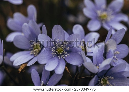 Similar – Image, Stock Photo purple liverwort on the forest floor from the bird’s eye view