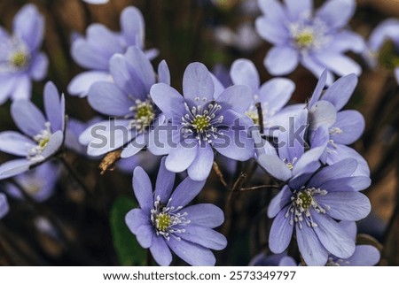 Similar – Image, Stock Photo purple liverwort on the forest floor from the bird’s eye view