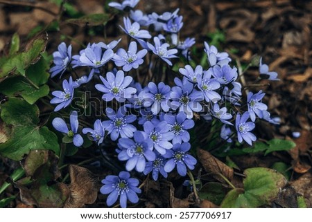 Similar – Image, Stock Photo purple liverwort on the forest floor from the bird’s eye view