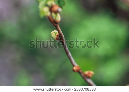 Similar – Image, Stock Photo Damaged blackcurrant leaves from a harmful insects aphids stock footage video