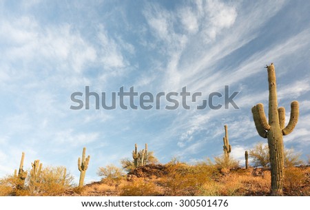 Cactus at Sunrise in Saguaro National Park.