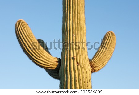 Cactus During Sunrise at Saguaro National Park, Tucson, Arizona, USA.