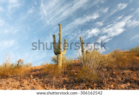Tucson, Arizona - July 1, 2015: Cactus at Sunrise at Saguaro National Park, Tucson, Arizona, USA