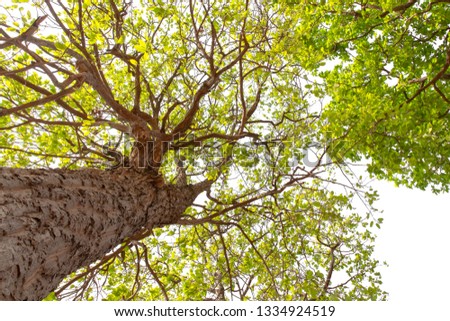 looking up atall tree in summer. Stok fotoğraf © 