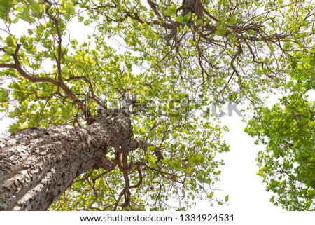 looking up atall tree in summer.on white background. Stok fotoğraf © 