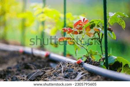 Similar – Image, Stock Photo Natural Irrigated Garden Growing Broccoli with water on leaves