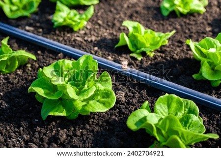 Similar – Image, Stock Photo Irrigation for lettuce cultivation