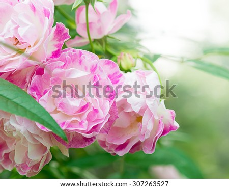 Pink Fairy Rose