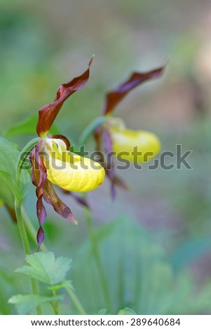 Two plants of yellow and brown Lady\'s slippers orchids. Latin name: Cypripedium calceolus. Sweden