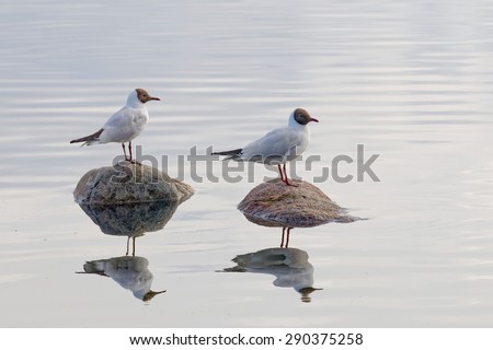 Two black headed gull standing on stones in the water and reflecting in the water surface