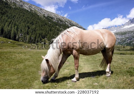 Horses Grazing Landscape mountains in Italy Trentino Dolomites - 2