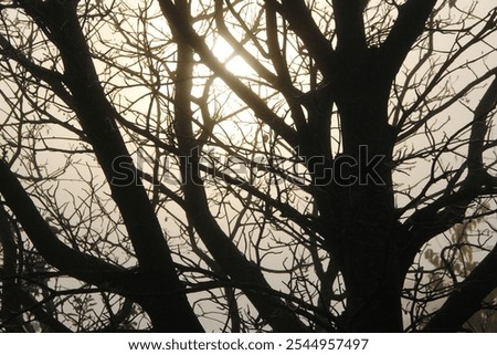 Similar – Image, Stock Photo Leaves and haze on the water against the light