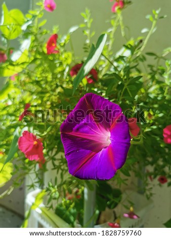 Purple petunia in home balkony garden. Seasonal flower bed in cozy gallery Zdjęcia stock © 