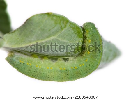 Similar – Image, Stock Photo A hungry cabbage white butterfly has buried its little head deep in the blossoms of the summer lily