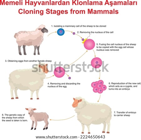 Cloning Stages from Mammals, Education
