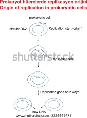 Origin of replication in prokaryotic cells