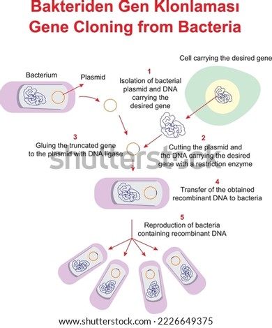 Gene Cloning from Bacteria, Education
