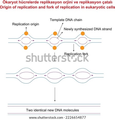 Origin of replication and fork of replication in eukaryotic cells