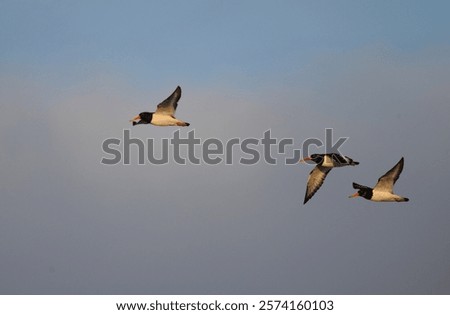 Similar – Foto Bild Austernfischer im Flug