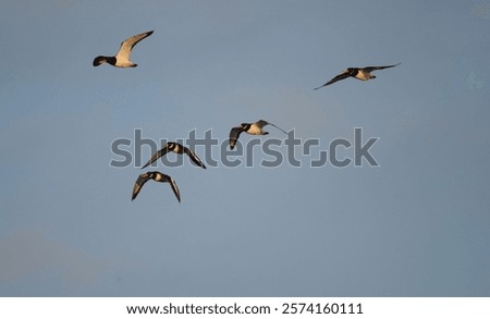 Similar – Foto Bild Austernfischer im Flug