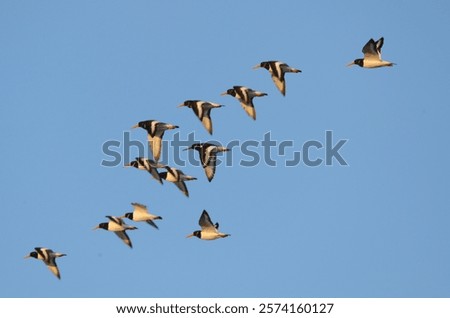 Similar – Foto Bild Austernfischer im Flug