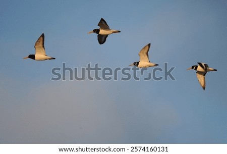 Similar – Foto Bild Austernfischer im Flug