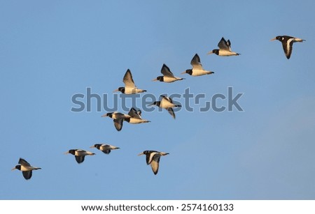 Similar – Foto Bild Austernfischer im Flug