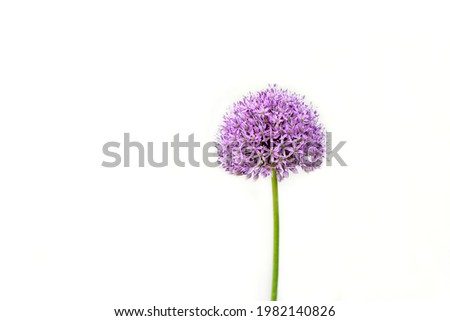 Similar – Image, Stock Photo Pink ornamental garlic with drops of water