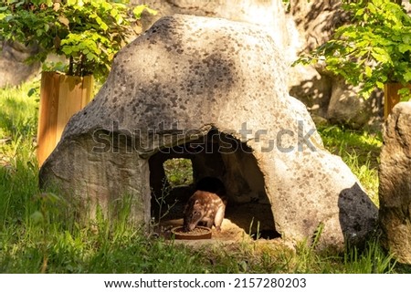 Lowland paca cuniculus eating in a rock shelter, animal feeding, ZOO Liberec, Czech Republic Stock fotó © 