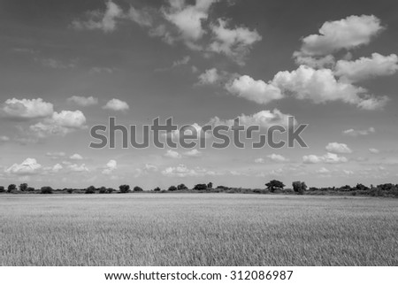 Black and white rice field