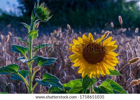 Shutterstock Puzzlepix