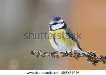 Similar – Image, Stock Photo Nice tit with blue head looking up