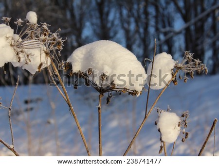 Hoarfrost on a plants in winter forest