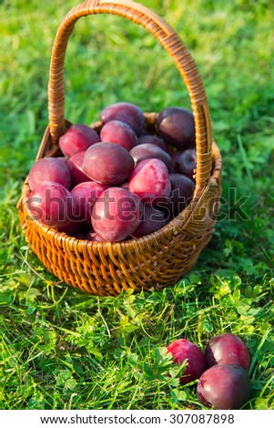 Plums in the basket: harvest at the end of summer