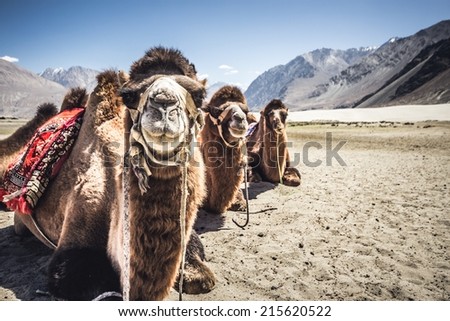 Three camels in a row in Nubra Valley, India.