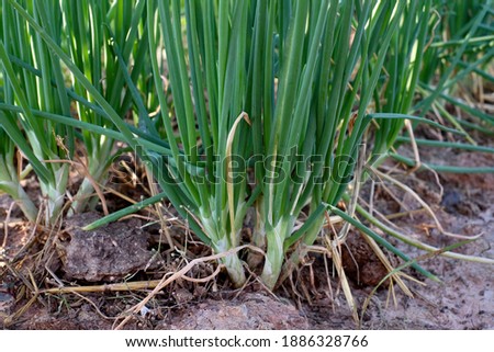 Organic shallot plantations, the leaves can be used for cooking. Foto d'archivio © 