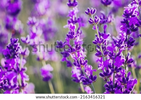 Similar – Image, Stock Photo #A# Lavender in garden II