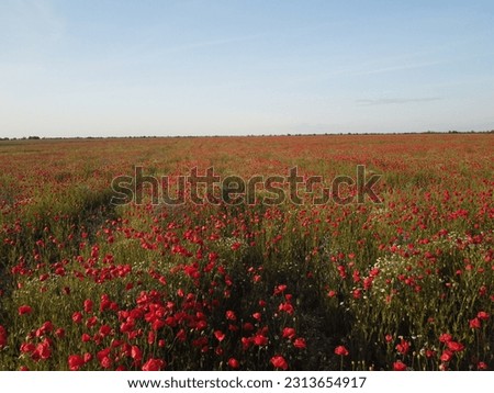 Similar – Image, Stock Photo Glowing poppies in the evening light.