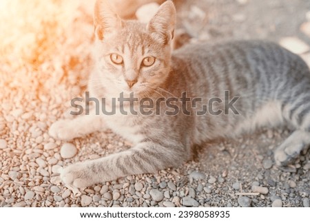 Similar – Image, Stock Photo curious tuxedo maine coon kitten  on yellow background