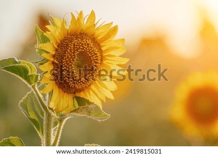 Similar – Image, Stock Photo blooming sunflower at the house in sunshine. Frog perspective