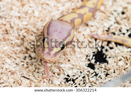 LAVENDER ALBINO ball python (Python regius), Baby snake ball python