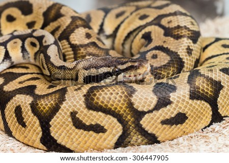 FIREFLY ball python (Python regius)