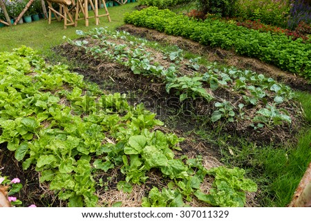 lettuce in garden, vegetable garden, backyard garden,  home-grown vegetable
