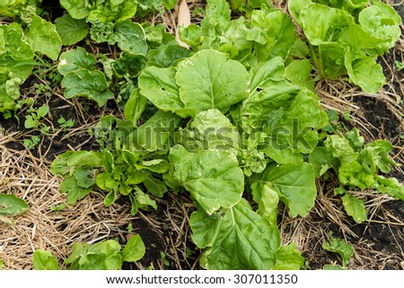 lettuce in garden, vegetable garden, backyard garden,  home-grown vegetable