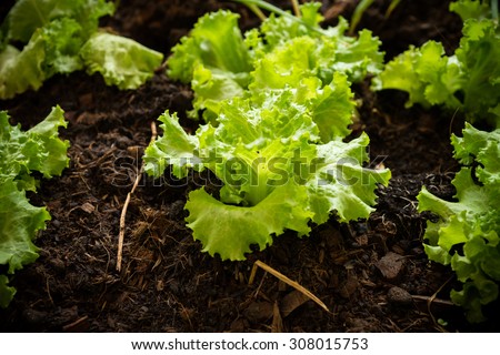 vegetable garden, backyard garden,  home-grown vegetable