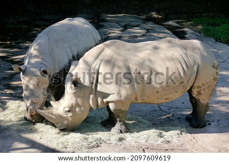 Two white rhinoceros(Ceratotherium simum simum) are eating in the zoo. The white rhinoceros or square-lipped rhinoceros is the largest extant species of rhinoceros. 