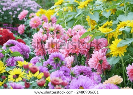 Foto Bild Violette Chrysantheme und Blütenblätter