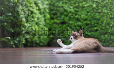 siamese cat in the garden