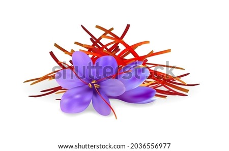 Realistic purple crocus flowers with saffron pestles pile. Dried spice threads illustration.