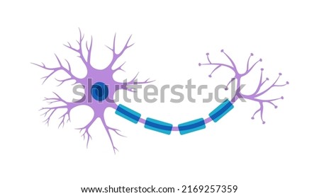 Brain neuron symbol. Human neuron cell illustration. Synapses, myelin sheat, cell body, nucleus, axon and dendrites scheme. Neurology illustration